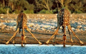 2 girafes qui boivent