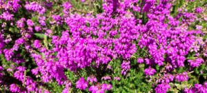 Bougainvillers 1